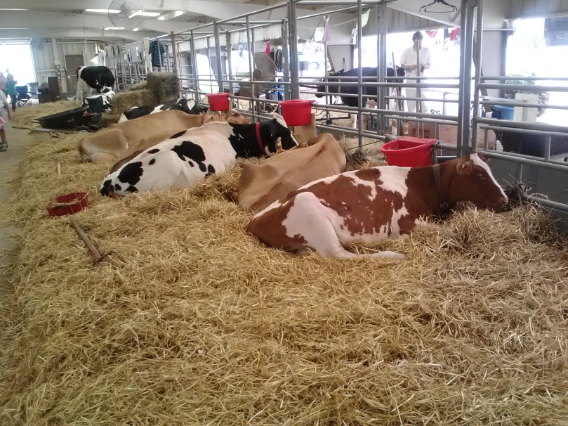 our cows relaxing on their bed