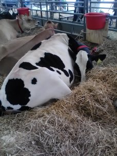 Addie's sweet calf Beatrice