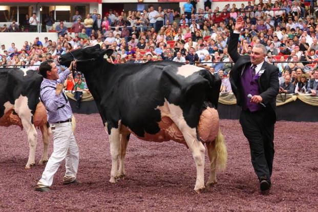 the judge slaps Bonaccueil Maya Goldwyn on the rump to choose her as the 2013 Grand Champion Holstein (photo Hoard's Dairyman)