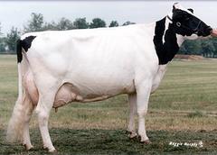 Brookview Tony Charity, 4 time Supreme Champion winner at World Dairy Expo