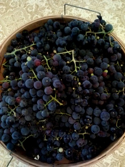 our fresh picked grapes