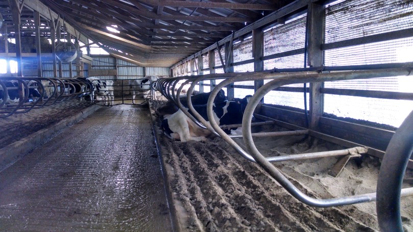 Caring for Cows in the Winter: Our Free-Stall Barn (https://thefarmingdaughter.com/2015/03/09/caring-for-cows-in-the-winter/)