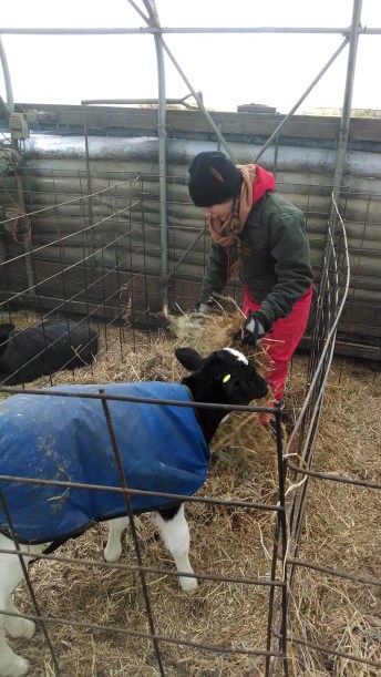 Caring for Cows in the Winter: Adding fresh bedding (https://thefarmingdaughter.com/2015/03/09/caring-for-cows-in-the-winter/)