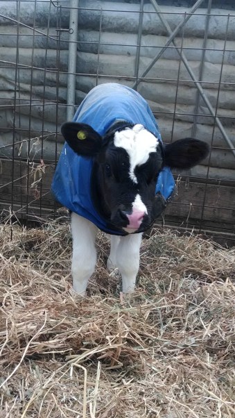 Caring for Cows in the Winter: Calf coats (https://thefarmingdaughter.com/2015/03/09/caring-for-cows-in-the-winter/)