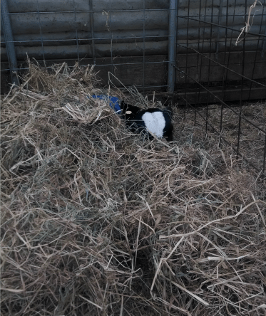 Caring for Cows in the Winter: Extra bedding (https://thefarmingdaughter.com/2015/03/09/caring-for-cows-in-the-winter/)