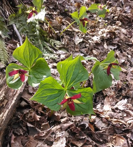Red Trillium