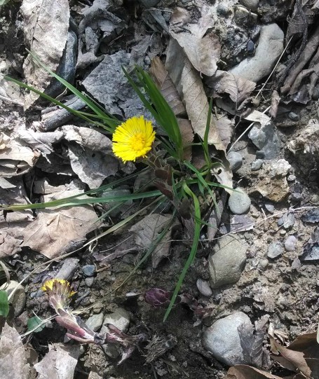 Coltsfoot