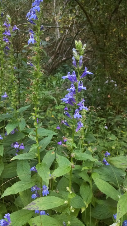 The Farming Daughter: Full Circle  https://thefarmingdaughter.com/2015/09/12/full-circle/ 10